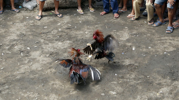 Cấp cứu gà đá 